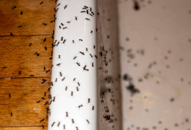 Best Flea Control Services  in Berryville, TX